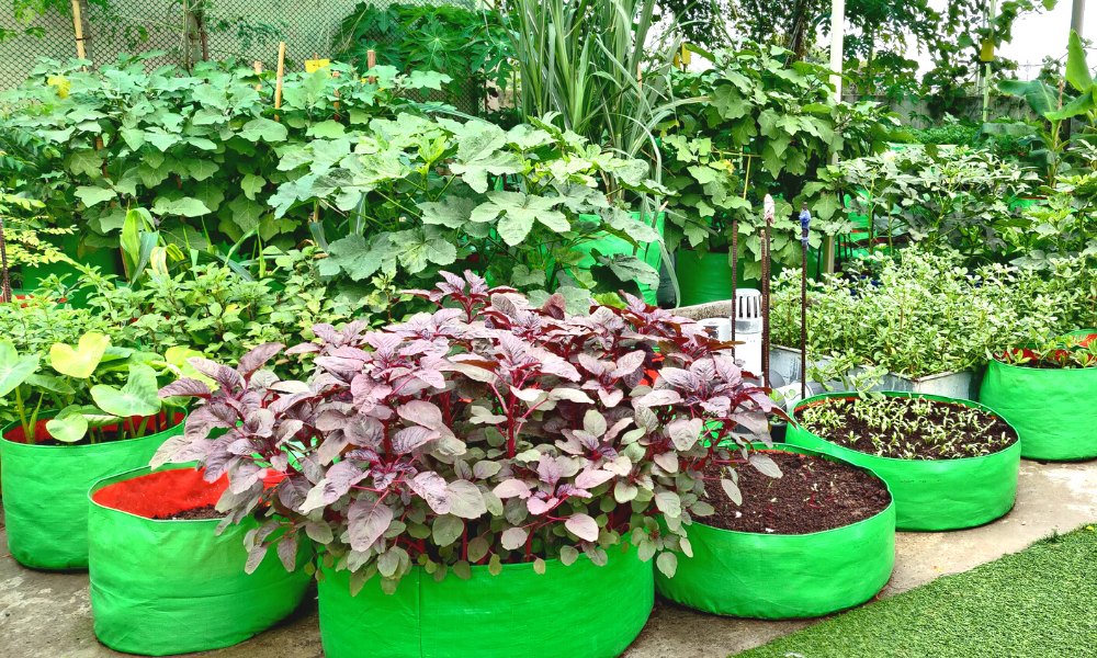 एचडीपीई ग्रो बैग क्या होते हैं गार्डनिंग में इनका इस्तेमाल क्यों करना चाहिए - What Is HDPE Grow Bags In Hindi